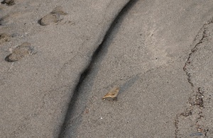 sabbia, orme, spiaggia, uccellino, uccello, astratto, riga, impronte