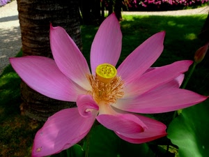 fiore, petali, rosa, verde, giallo, foglie, viola, pistillo