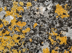 giallo, grigio, nero, astratto, pietra, roccia, muro, licheni, muschio