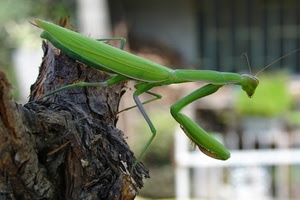 verde, mantide, insetto, zampe, tronco, macro, albero, cavalletta, animale