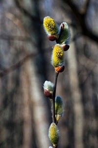 giallo, ramo, gemme, boccioli, primavera, natura, macro, fiori, pianta, sfocato