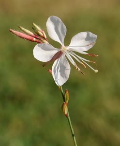 fiore, bianco, petali, pistilli, boccioli, macro, verde, sfocato