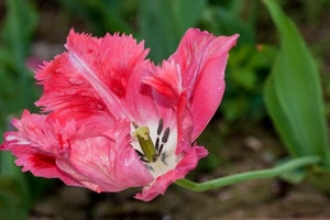 verde, fiore, rosa, petali, pistilli, rosso, tulipano, pistillo