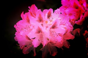 rosa, petali, fiori, fiore, pistilli, macro, fucsia, primavera, viola