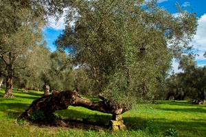 ulivo, alberi, prato, verde, pietre, campagna, tronco, albero, foglie, uliveto, rami