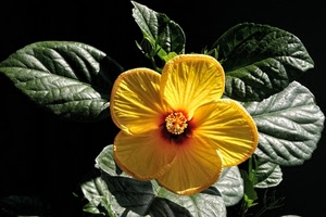 fiore, giallo, foglie, verde, petali, macro