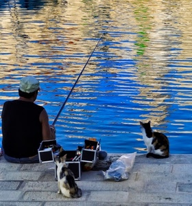 gatti, acqua, canna, pescatore, uomo, pesca, riflessi