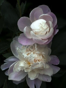 petali, bianco, fiori, rosa, fiore, macro, viola, natura