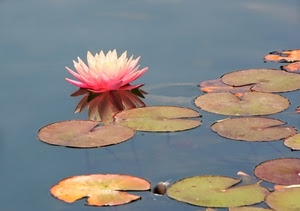 acqua, foglie, fiore, ninfea, rosa, lago, riflesso, verde, bianco, petali