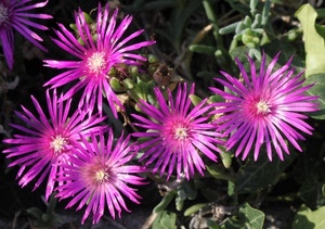 fiori, viola, petali, foglie, verde, rosa, pianta, cinque