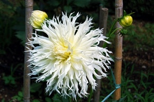 fiore, bianco, boccioli, giallo, petali, dalia, bocciolo, canne, natura