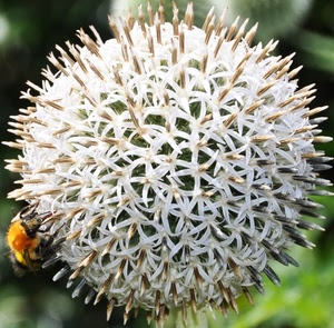 ape, fiore, bianco, petali, pistilli, macro, insetto, verde, sfera
