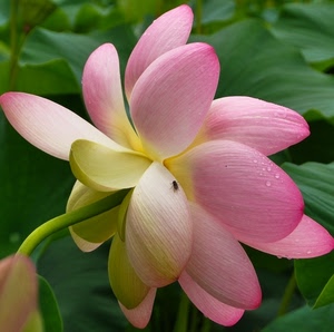 fiore, rosa, insetto, petali, verde, mosca, foglie, loto, rugiada