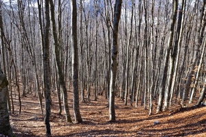 alberi, bosco, tronchi, inverno, ombre, marrone, foglie, spoglio, terreno