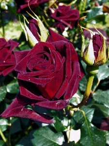 petali, foglie, rosso, rose, rosa, fiore, fiori, verde, boccioli