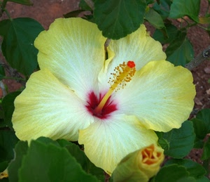 fiore, foglie, giallo, verde, petali, rosso, pistillo, ibisco, pistilli, macro