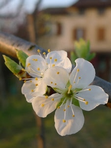 bianco, petali, fiori, ramo, pistilli, fiore, macro, foglie, sfocato