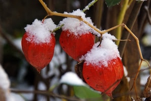 neve, rosso, inverno, bacche, ramo, tre, rosse, fiori, bianco