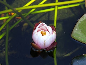 fiore, acqua, ninfea, foglia, verde, petali, stagno, rosa, riflessi