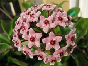 rosa, fiore, verde, fiori, macro, foglie, stella, petali, pianta