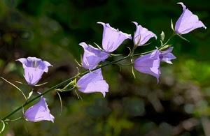 fiori, verde, viola, ramo, sfocato, campanule, lilla, campanelle, pianta, natura, fiore, rametto, petali, violetto
