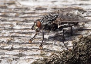 mosca, ali, zampe, insetto, occhi, macro, legno