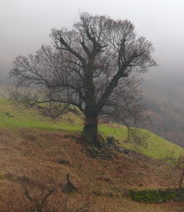 albero, nebbia, spoglio, rami, autunno, prato, inverno, verde
