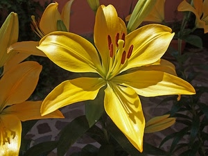 giallo, petali, fiore, pistilli, fiori, macro, giglio, natura, pistillo