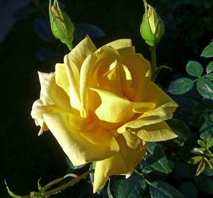 foglie, rosa, giallo, petali, boccioli, fiore, verde, gialla, verdi, fiori, pianta