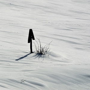 neve, bianco, croce, inverno, ombra, arbusto, rami, bianconero