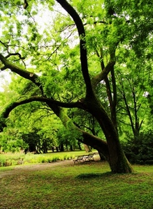 verde, panchine, alberi, parco, rami, foglie, albero, erba, giardino, bosco