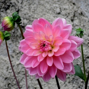 rosa, fiore, petali, bocciolo, gocce, verde, dalia, macro, fiori