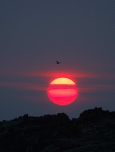 tramonto, sole, uccello, nuvole, rosso, montagna, alba, cielo, controluce, alberi