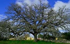 albero, rami, cielo, prato, verde, natura, nuvole, erba, campagna