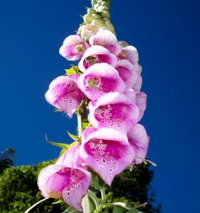 rosa, verde, fiori, azzurro, petali, cielo, fiore, foglie, macro, bianco, natura, campanule, digitale