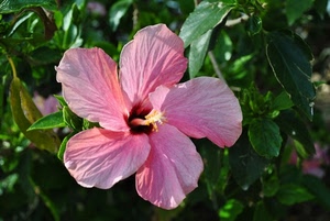 fiore, rosa, foglie, petali, verde, pianta, macro, pistillo, ibisco, primavera, pistilli, stami