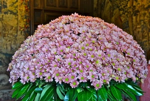 fiori, verde, foglie, rosa, petali, margherite, corolle, cupola, mazzo, composizione