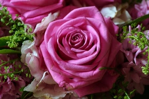 rosa, petali, fiore, verde, foglie, macro, fiori