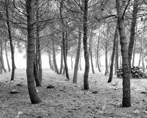 alberi, rami, bosco, nebbia, legna, tronchi, catasta, bianconero, foschia, sassi, pini