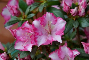 rosa, petali, fiori, foglie, verde, bianco, pistilli, macro