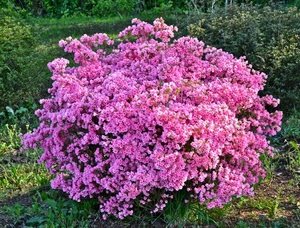 fiori, rosa, verde, erba, cespuglio, pianta, prato, azalea