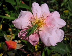 rosa, fiore, insetto, verde, petali, cavalletta, foglie, pistilli, macro