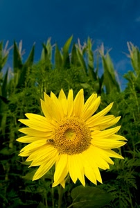 fiore, verde, giallo, girasole, ape, blu, foglie, petali