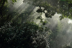 raggi, foglie, verde, alberi, bosco, piante, luce, sole, pioggia, rami