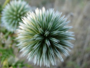 fiore, verde, bianco, sfocato, sferico, macro, palla, soffione, fiori