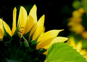 petali, giallo, fiore, verde, foglia, macro, fiori, girasole