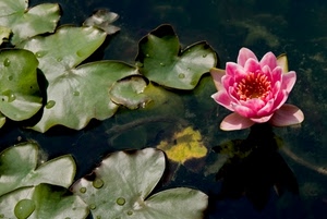 foglie, fiore, acqua, rosa, ninfea, gocce, loto, verde