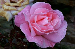 petali, rosa, gocce, fiore, rugiada, fiori, acqua, macro