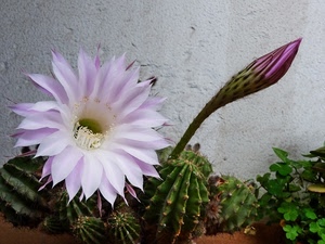 fiore, spine, petali, rosa, cactus, pianta, bocciolo, muro, verde, grassa, piante