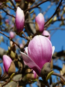 fiori, petali, rami, albero, magnolia, foglie, viola, cielo, macro, rosa